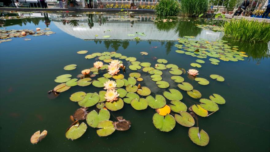 Científicos advierten: Se acelera la extinción de las plantas | HISPANTV