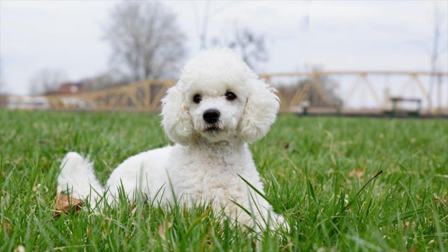Un estudio muestra que los perros pueden detectar con su olfato el cáncer de pulmón, principal causa de muerte por cáncer en el mundo.