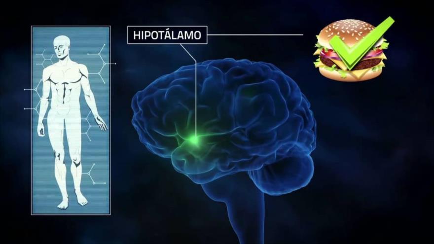 Científicos reconocen una nueva vía del hambre en el cerebro ...