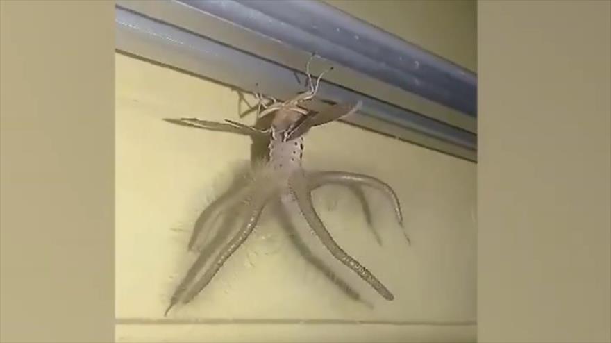 VIDEO: Hallan criatura alienígena con alas y tentáculos