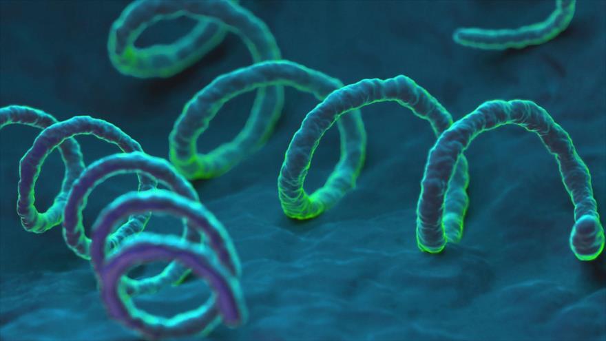 Investigadores fijan el origen de la bacteria de la sífilis en el siglo XVIII.
