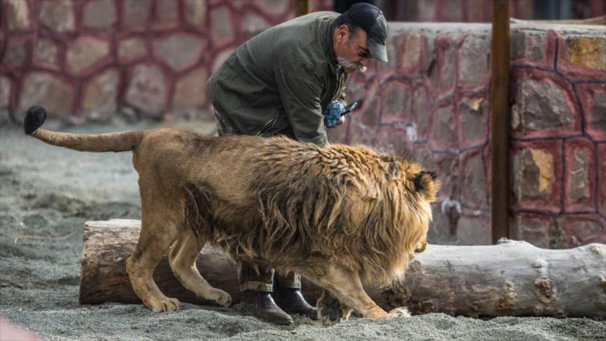Vídeo: Un león ataca a responsable de un zoo en Irán