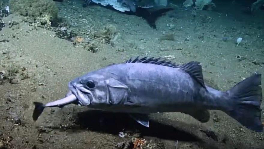 Vean el momento exacto en que un pez devora un tiburón en EEUU