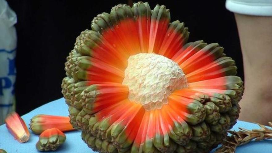 Los colores de la carne de la fruta del árbol de hala la convierten en una especie única y bella en el mundo.