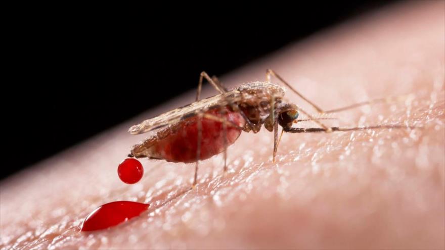 Detectan un virus potencialmente mortal transmitido por mosquitos | HISPANTV