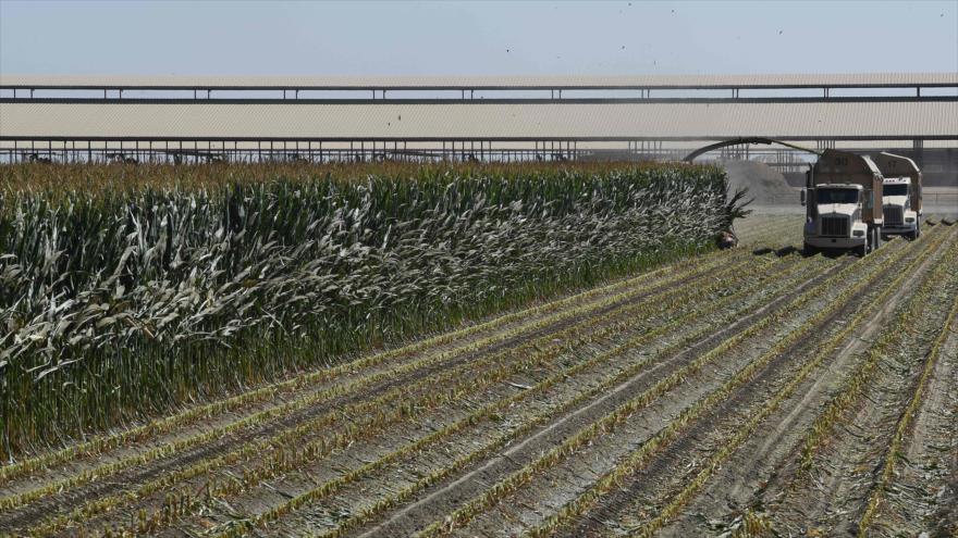 Los trabajadores agrícolas cosechan maíz en una granja en California, EE.UU., 8 de septiembre de 2018. (Foto: AFP)