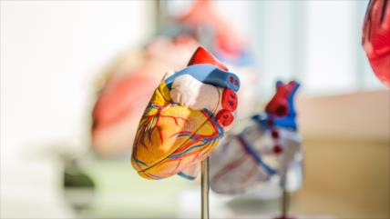 Una combinación de células madre podría reparar corazones dañados