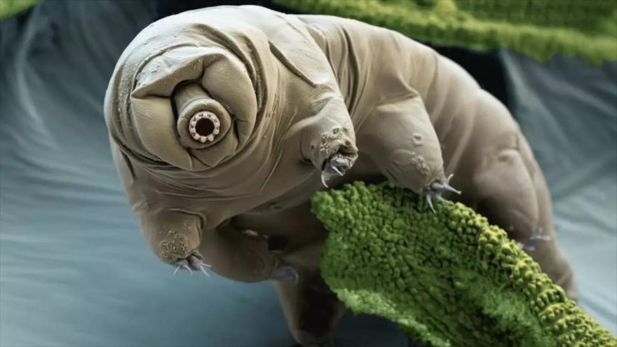 Una tardígrada en estado activo.
