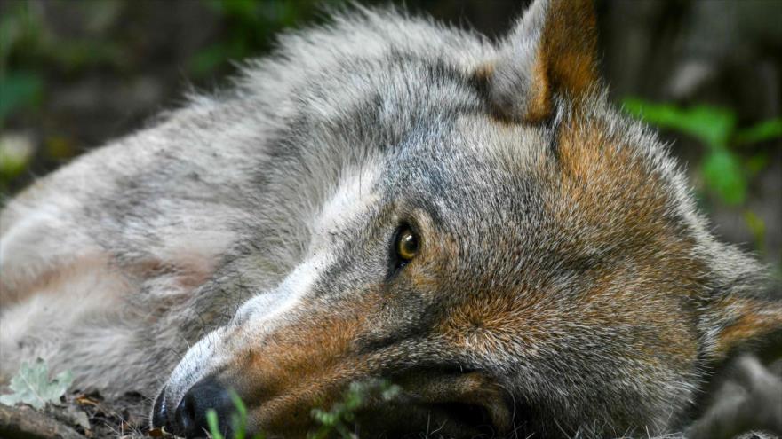 Foto de un lobo capturada en un recinto protegido, Verden an der Aller, norte de Alemania, 27 de junio de 2019. (Foto: AFP)