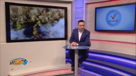 Recuento: Resistencia antifascista