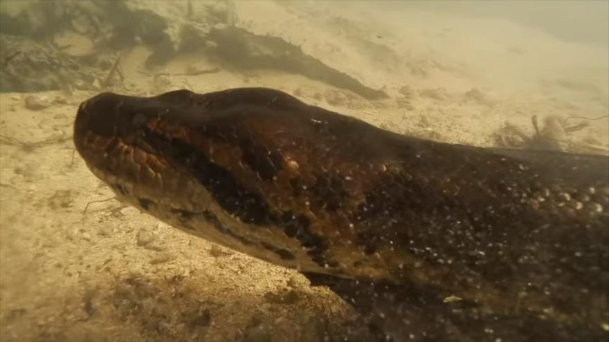 No podrá creer el ‘cara a cara’ de dos buzos y una anaconda de 7 m