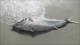 Vídeo: Fuerte temporal arroja atunes muertos a playas españolas