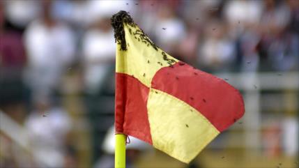 Vídeo: Avispas detienen el partido entre Sao Paulo y Fortaleza
