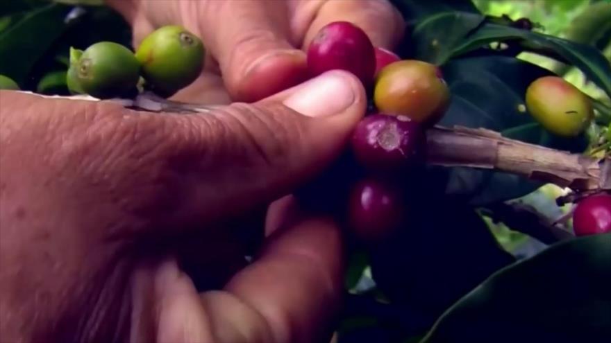 Nicaragua reporta crecimiento en sus exportaciones de café