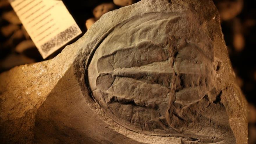 El fósil de un animal prehistórico que supone una nueva especie que no se ha conocido en ningún otro lugar de la Tierra.