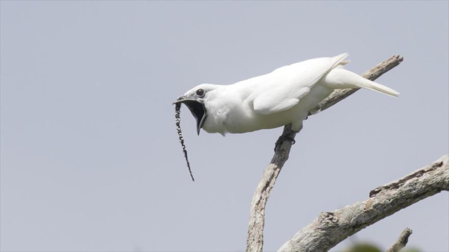 ¿Sabía? Canto de seducción de pájaro puede dañar oído de su pareja