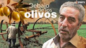 Debajo de los olivos