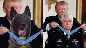 Trump recurre a photoshop para condecorar a un perro “héroe”