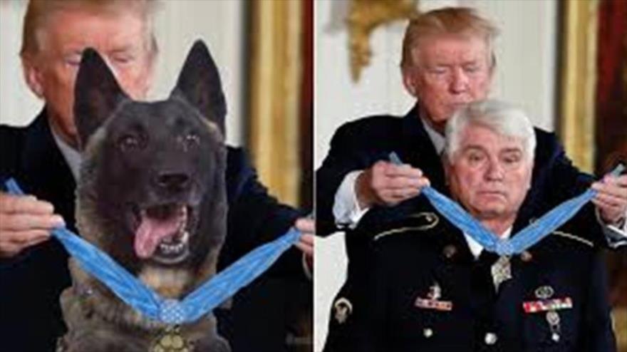Fotos del presidente de EE.UU., Donald Trump, colocando medalla de honor sobre el veterano James McCloughan y el perro “héroe”, 30 de octubre de 2019.