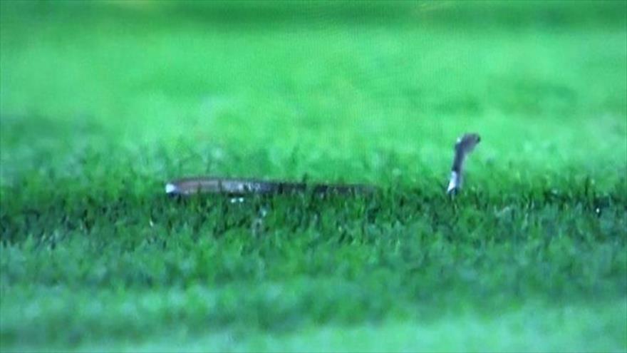 Vídeo: Una serpiente invade un campo de fútbol en Arabia Saudí | HISPANTV