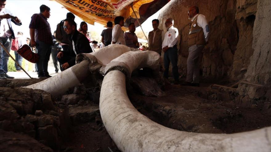 Vídeo: Arqueólogos hallan trampas y restos de 14 mamuts en México