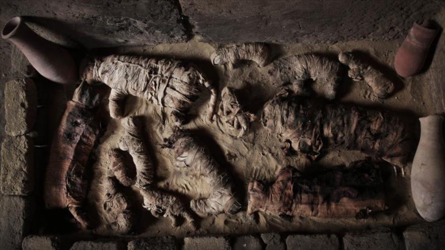 Animales momificados descubiertos en la necrópolis de Saqqara, en el sur de El Cairo, capital de Egipto.
