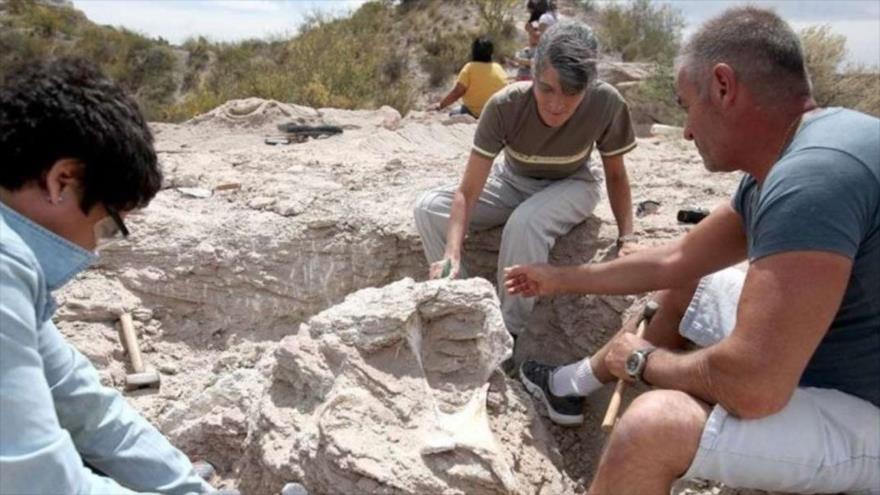 Encuentran en Argentina restos fósiles de un enorme titanosaurio de hace 85 millones de años. (Foto: LM de Neuquén.)