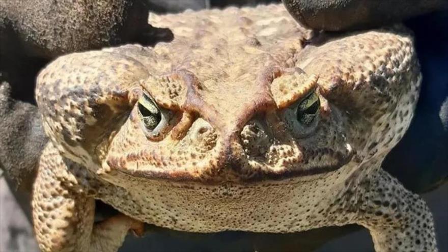 Hallan un sapo gigante, exótico y de los más venenosos del mundo en una zona rural de Santa Fe (Argentina).