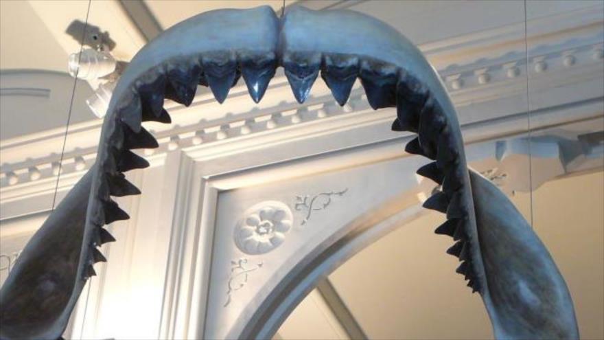 Un modelo del tiburón Megalodón en el museo de Historial Natural, Nueva York.