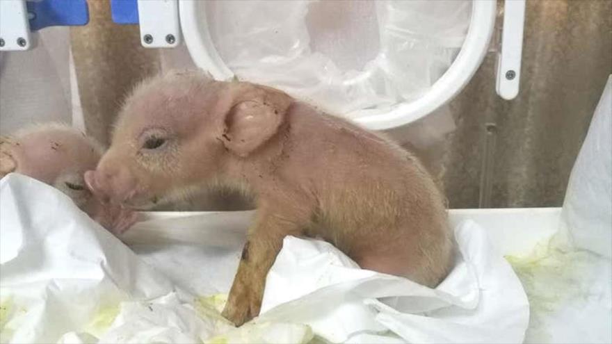 Primer híbrido de mono y cerdo del mundo, nacido en China. 