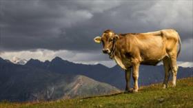 Informe revela que las vacas dañan el clima más que los autos