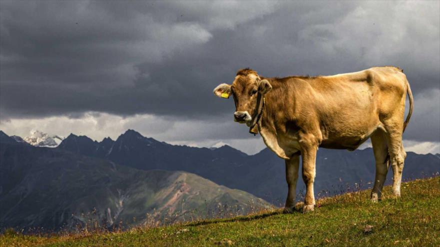 Un informe opina que una vaca que produce el metano en grandes cantidades daña más el clima que un automóvil con sus emisiones.