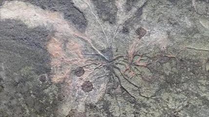 Hallan en EEUU el bosque fósil más antiguo del mundo
