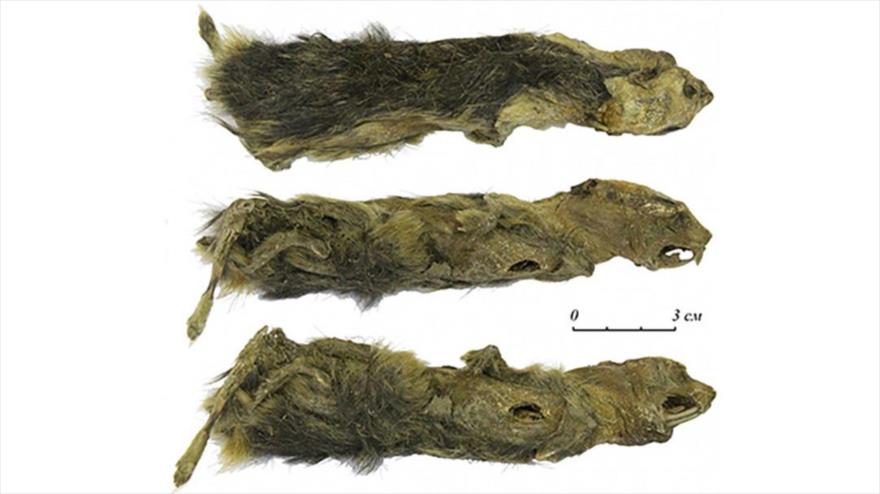 La momia de un lemino de la Edad de Hielo de hace 41 000 años encontrada por una niña en Siberia.