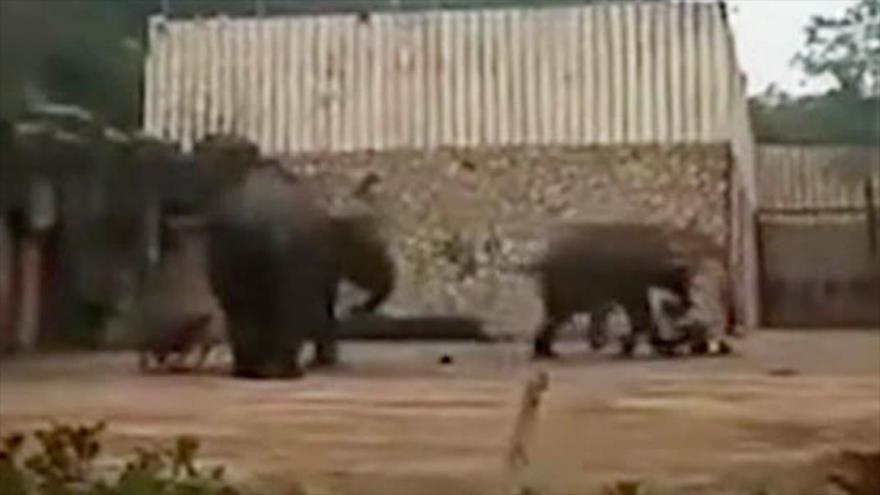 Vídeo: Un elefante de 2 toneladas mata a su cuidador a pisotones