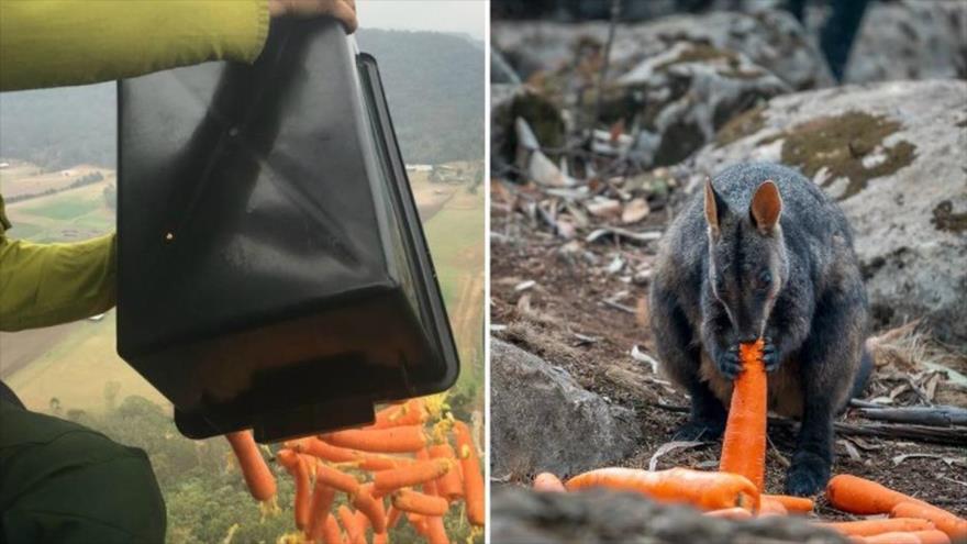 Vídeo: Lanzan verduras para hambrientos animales en Australia