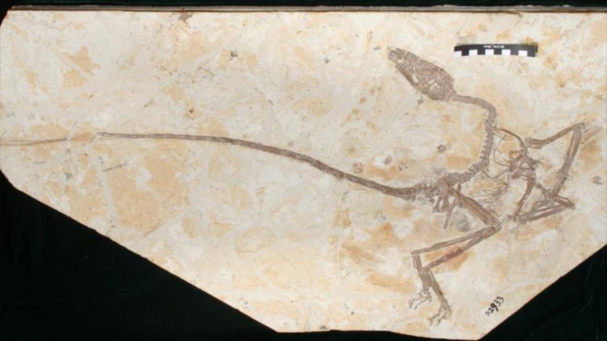 Fósil del Wulong bohaiensis, el género del nombre de dinosaurio que se traduce como ‘dragón danzante’, en Museo de Historia Natural de San Diego (EE.UU.)