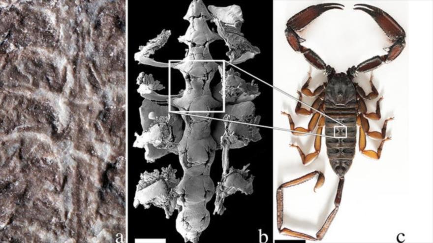Hallan fósiles del escorpión más antiguo del mundo que ayudarán a entender su evolución.