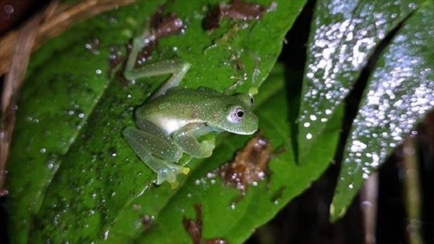 Rana de cristal reaparece en bosque de Bolivia tras casi dos décadas.