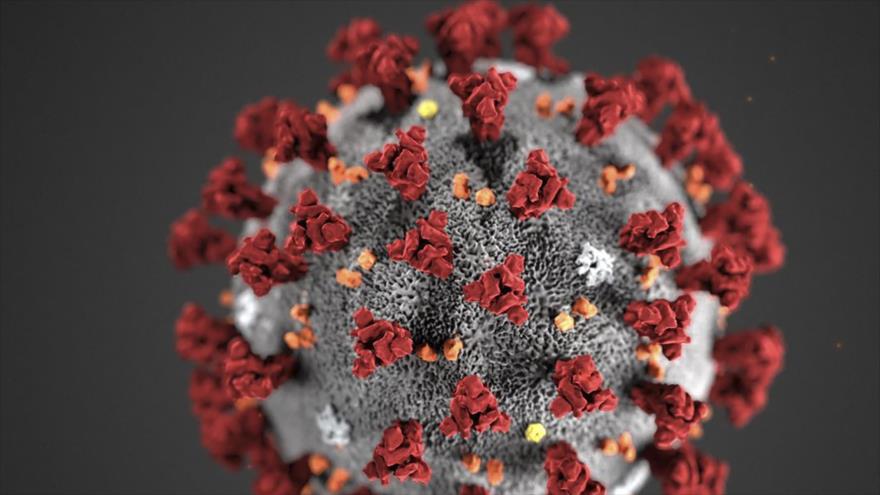 Ilustración de los Centros para el Control y la Prevención de Enfermedades (CDC) muestra morfología ultraestructural del coronavirus, 3 de febrero de 2020 (Foto: AFP).