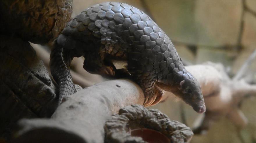 El pangolín, un pequeño mamífero conocido por sus escamas y amenazado de extinción.