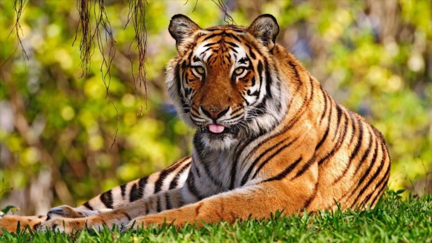 30 % de especies de animales y plantas se extinguirían en 50 años | HISPANTV