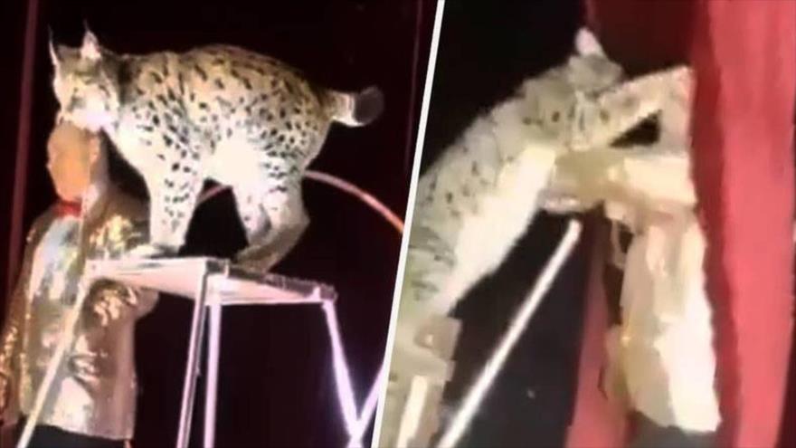 Vídeo: Lince ataca a su domador en pleno acto circense