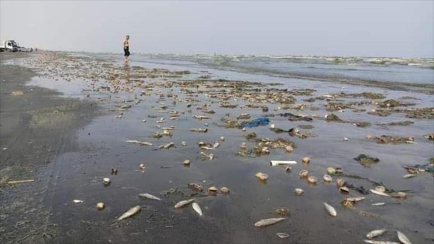 Peces muertos aparecen en la costa de Adén, en el sur de Yemen.