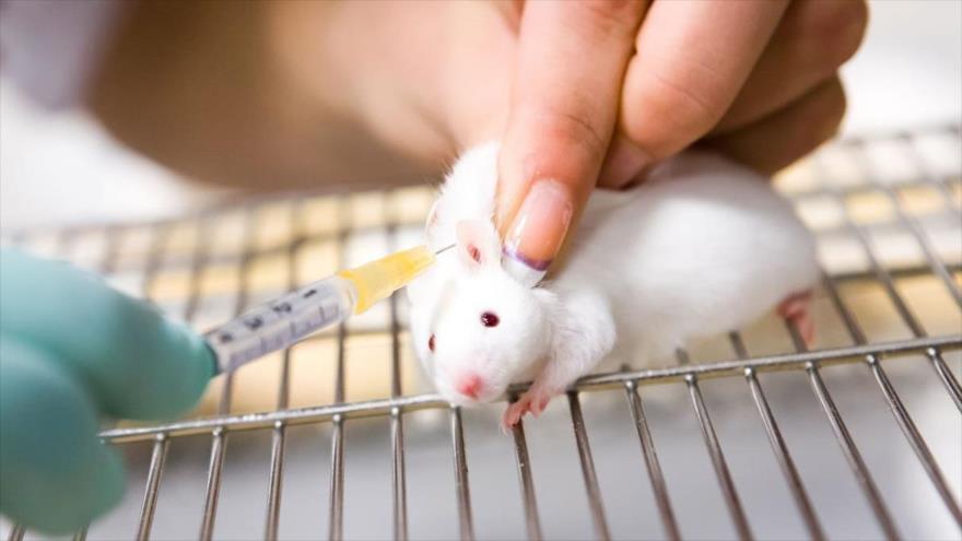 Una vacuna logra neutralizar el coronavirus en ratones | HISPANTV