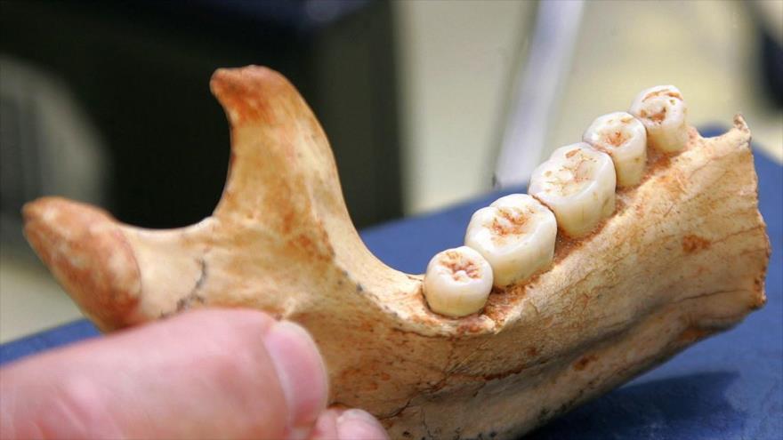 Científicos hallan un fósil humano de 800 mil años de antigüedad | HISPANTV