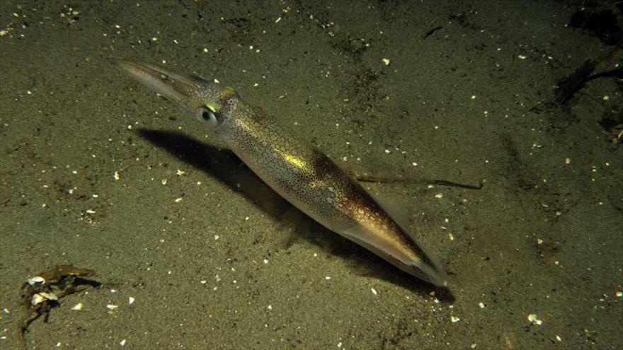 Descubren al primer ser vivo capaz de cambiar sus propios genes.