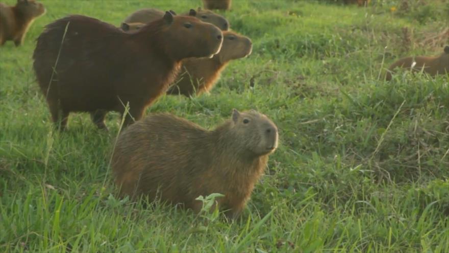 Capibaras toman un club de golf ante confinamiento de bolivianos