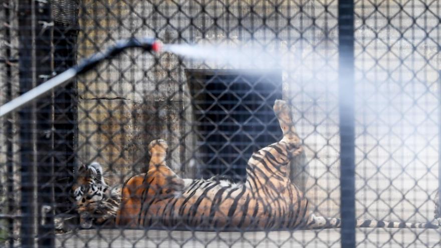 OMS indica que los animales pueden contraer el coronavirus | HISPANTV