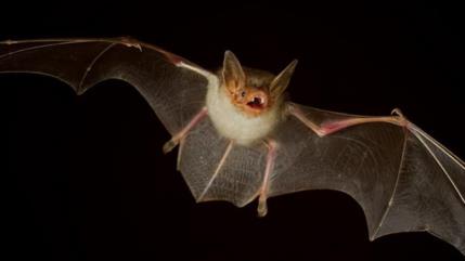 Científicos descubren seis nuevos coronavirus en murciélagos